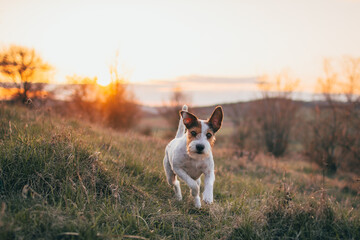 Cute Parson Russell Terrier Sunset Portrait