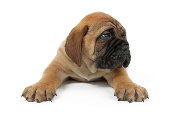 Obraz premium puppy bullmastiff isolated on white 