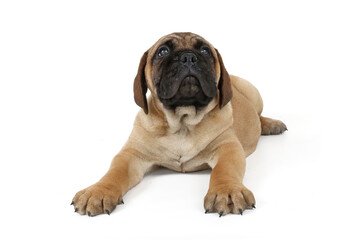 puppy bullmastiff isolated on white 