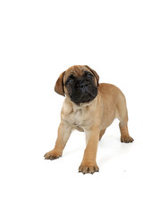Obraz premium Puppy bullmastiff isolated on white 