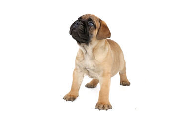 puppy bullmastiff isolated on white 