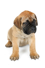 puppy bullmastiff isolated on white 