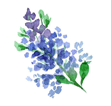 watercolor purple flowers on white background clip art preview