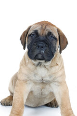 puppy bullmastiff isolated on white 
