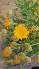 Yellow flowers in a field