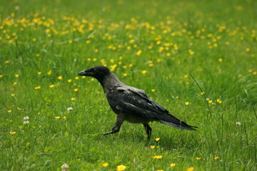 crow on the grass