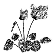 Vector illustrations of Cyclamen drawn with a black line on a white background.