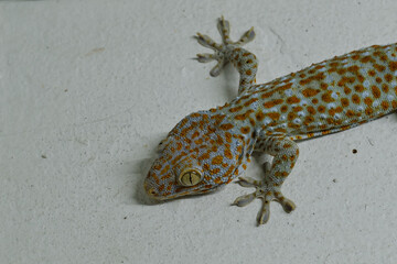 House gecko Amazing Camouflage animals. Mediterranean house gecko ,Gecko climbing on cement wall,Close up of Gecko or Tropical Asian geckos (Gecko gecko)