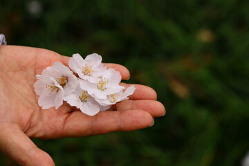 手のひらの上の桜の花