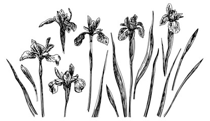 Vector illustrations of Iris drawn with a black line on a white background.