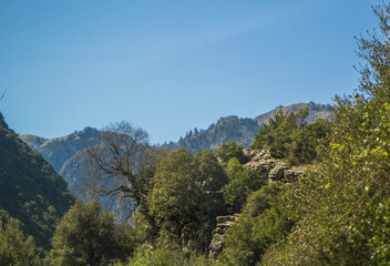 trees in the mountains