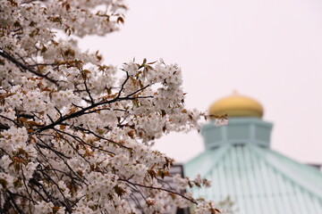 桜