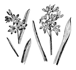 Vector illustrations of Chionodoxa drawn with a black line on a white background.