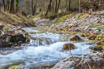 stream in the forest