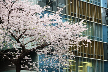 オフィス街、満開の桜