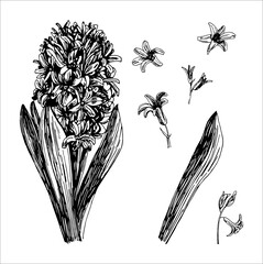 Vector illustrations of Hyacinthus drawn with a black line on a white background.