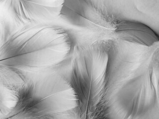 Beautiful abstract black feathers on white background and soft white feather texture on white texture pattern, dark theme wallpaper, gray feather background, gray banners, white gradient