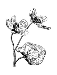 Vector illustrations of Caltha drawn with a black line on a white background.