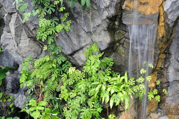 滝とモンステラ