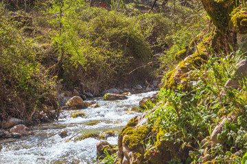 stream in the forest