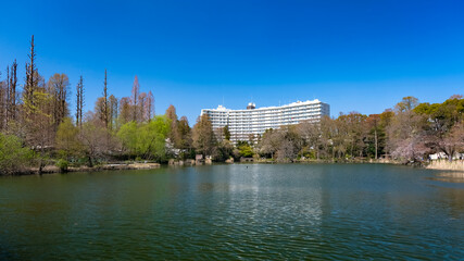 Fototapeta premium 東京都 井の頭恩賜公園 井の頭池 春