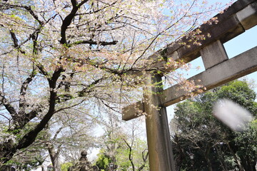 大鳥居の前の桜と散る花びら