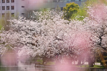 上野の桜　前ボケ