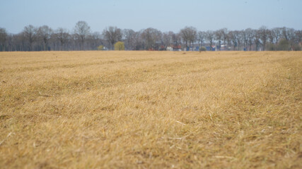 A yellow colored grassland after it has been sprayed with glyphosate, one of the most widely used herbicides in the agricultural sector
