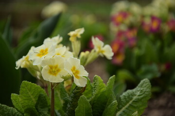 Primula pastel yellow flowers and red blurred for spring garden background