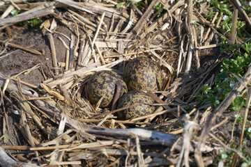 A well camouflaged nest of the Northern Lapwing (Vanellus vanellus) with three eggs in it and located on farmland