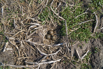 Top view of a well camouflaged nest of the Northern Lapwing (Vanellus vanellus) with three eggs in it and located on farmland
