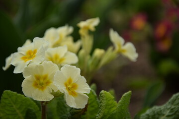 Primula pastel yellow flowers for spring garden background