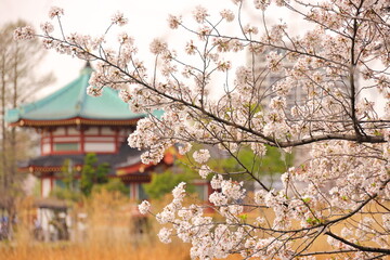 上野公園不忍池の桜　2021