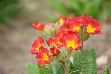 Obraz premium Primroses red with yellow center - spring garden background