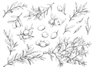 Big set of olive berries, brunches and foliage
