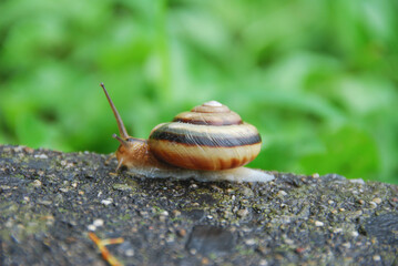 ślimak © EwaAF