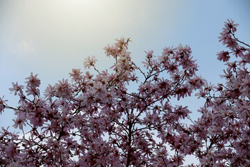 Pink magnolia blossom on a tree in spring