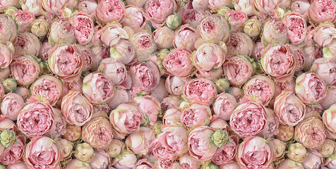 Many pink roses are a top view. Vintage style.
