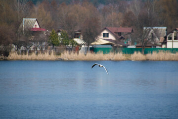River bird seagull flies over water on a spring sunny day in a village or city