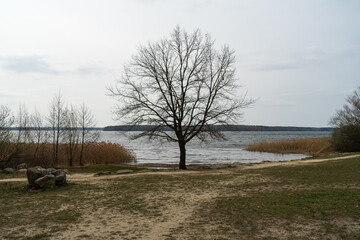 Lonely tree by the lake. Spring landscape.