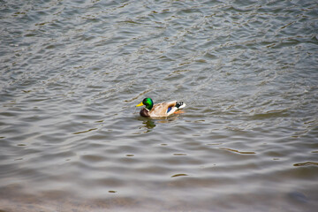 A wild duck swims in the water on a bright sunny summer or spring day.