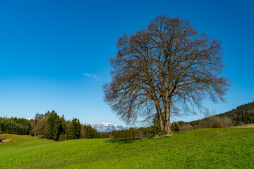 Fototapeta na wymiar Blick zwischen Bäumen hindurch auf den Säntis und das Alpsteinmassiv. Landschaft bei Düns am Anfang des Grossen Walsertal. schneebedeckte Bergspitzen im Frühling. trockene Wiesen an steilen Abhängen