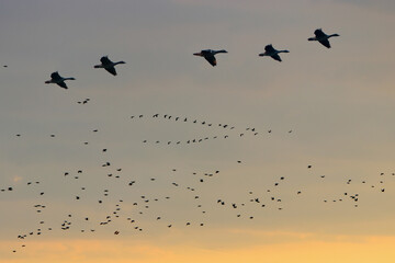 Landscape pictures with clouds and birds outdoors in Germany photographed and edited in daylight