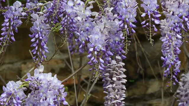 Beautiful lilac wisteria flowers blooming in spring on the ancient walls of Florence. spring season. Italy