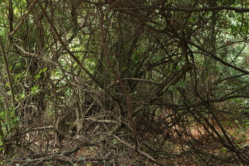 Twisted tree branches background. Wild nature background.