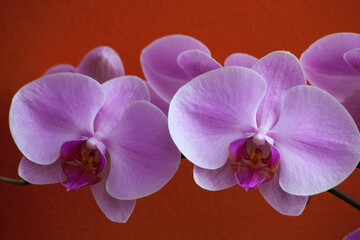 Obraz premium Purple Orchid growing outdoors