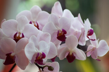 Naklejka na ściany i meble Purple Orchid growing outdoors