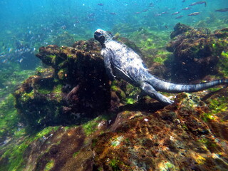 Marine iguana swimming at Punta Espinoza, Fernandina Island, Galapagos, Ecuador