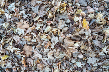 Background of Dry Leaves