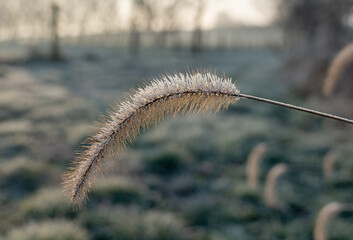 Foxtail Covered in Morning Dew